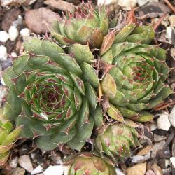 Sempervivum - Dachwurz - Hauswurz